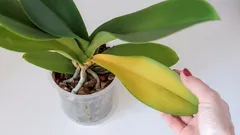 Warum Orchideen gelb werden: Anzeichen und wirksame Lösungen für das Problem