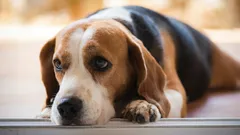 Was Ihre Hündin oder Ihr Hund empfindet, wenn Sie sie oder ihn anschreien – laut Expertinnen und Experten